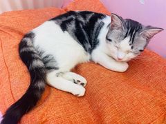 -爪爪喵星球·猫舍(前海卓越店)