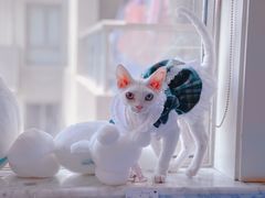-70cat德文卷毛猫·缅因猫纯种猫舍