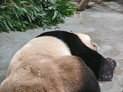 -栾川竹海野生动物园