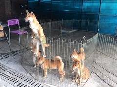 -柴犬高等学院·狗咖·柴犬售卖·宠物训练