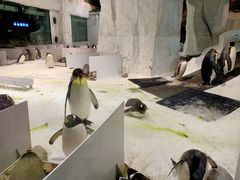 -大连圣亚海洋世界