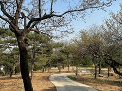 -北京西山国家森林公园