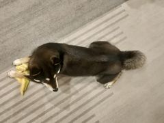 -南京Hallo宠物乐园·哈罗犬舍·柴犬繁育基地