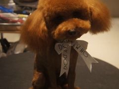 -Oh My Dog宠物沙龙(伊珊娜皮毛护理店)