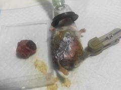 -邦泰·异宠动物医院