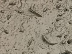 -北海金海湾红树林生态旅游区