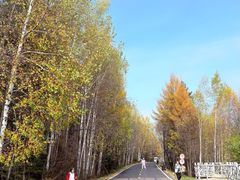 -五营红松林海景区