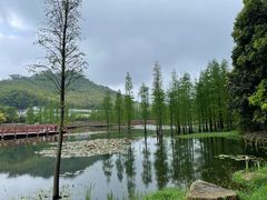 -广州市石门国家森林公园