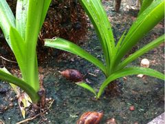 -三亚海棠湾万丽度假酒店