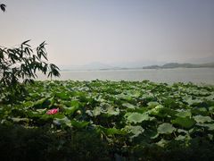 -湖畔居茶楼(湖滨店)