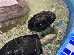 -顺德南宏海立方海洋公园