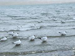 -青海湖国家重点风景名胜区