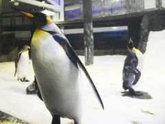 -悉尼海洋生物水族馆