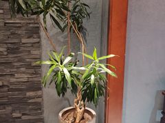 -恬阿姨庭院餐厅·生日宴