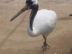-盐城丹顶鹤湿地生态旅游区