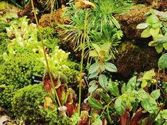 -昆明植物园