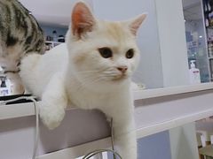 -喵的天空名猫咖啡馆·撸猫·猫舍·用品