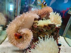 -太平洋海底世界