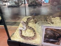 -帕帕拉兹宠物(亚洲旗舰店)