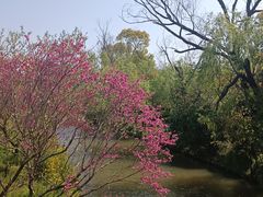 -南汇桃花村