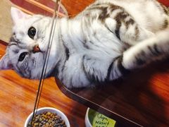 -Goku PET SHOP宠物视觉生活馆(双井店)