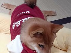 -逗柴咖啡屋·狗咖猫咖宠物桌游