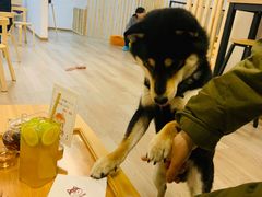 -柴迷FANS CLUB·柴犬狗咖·猫咖