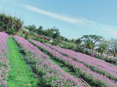-亚龙湾国际玫瑰谷