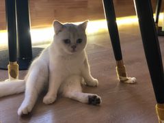 -猫腻·猫咖·撸猫馆(星光大道店)