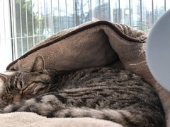 -猫的天空之城概念书店(北戴河蔚蓝海岸店)