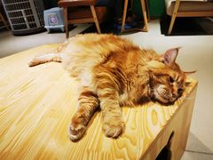 -藏猫猫咖啡主题馆(中央大道店)