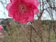 -南国桃园旅游度假区