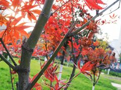 -四川大学(华西校区)