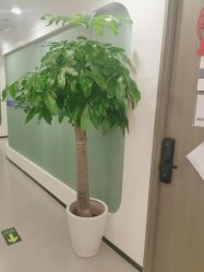 -联合丽格·张菡丽格医疗美容