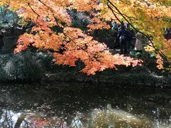 -秋霞圃