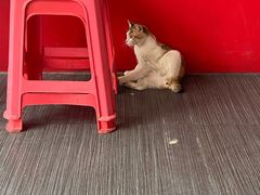 -谢怀亮芝麻茶