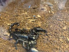 -上海大自然野生昆虫馆(东方明珠·爬宠昆虫探索中心)