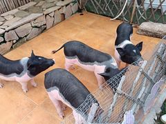 -HERRE·FARM 赫尔露营农场·团建聚会包场