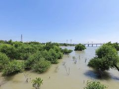 -宝安西湾红树林湿地公园