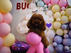 -百好乐宠物友好餐厅(朝外大街店)