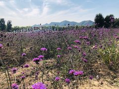 -北京东方普罗旺斯薰衣草庄园