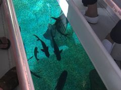 -暹罗海洋世界