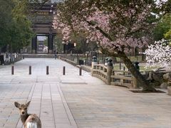 -奈良公园