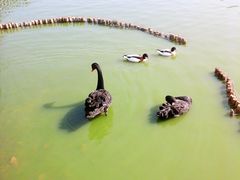 -无锡动物园·太湖欢乐园