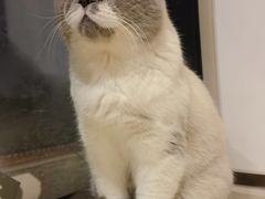 -猫小院猫主题餐厅(南锣旗舰店)