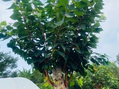 -三亚南山文化旅游区