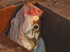 -上海吴淞炮台湾国家湿地公园