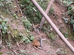 -野象谷景区