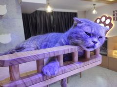 -喵园·猫主题咖啡厅·撸猫·猫咖(国贸店)