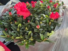 -中环花鸟鱼虫市场